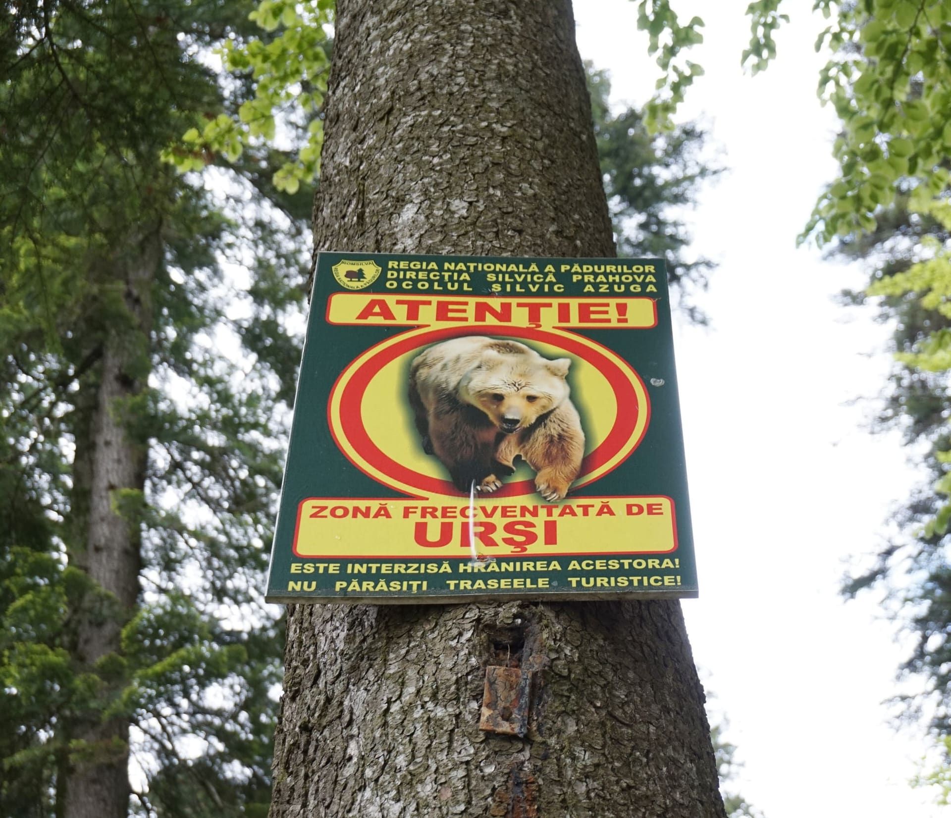 Romanian sign on a tree warning that bears frequent the area