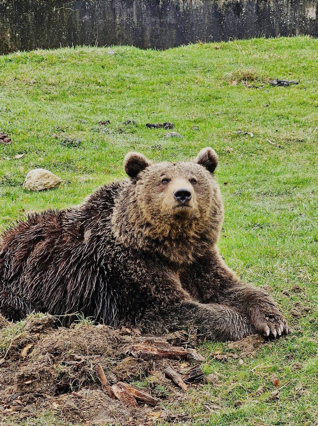 Brown bear at the Brașov Zoo