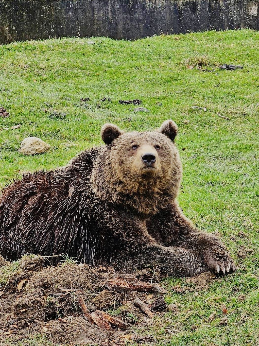 Un urs brun la Grădina Zoologică din Brașov.