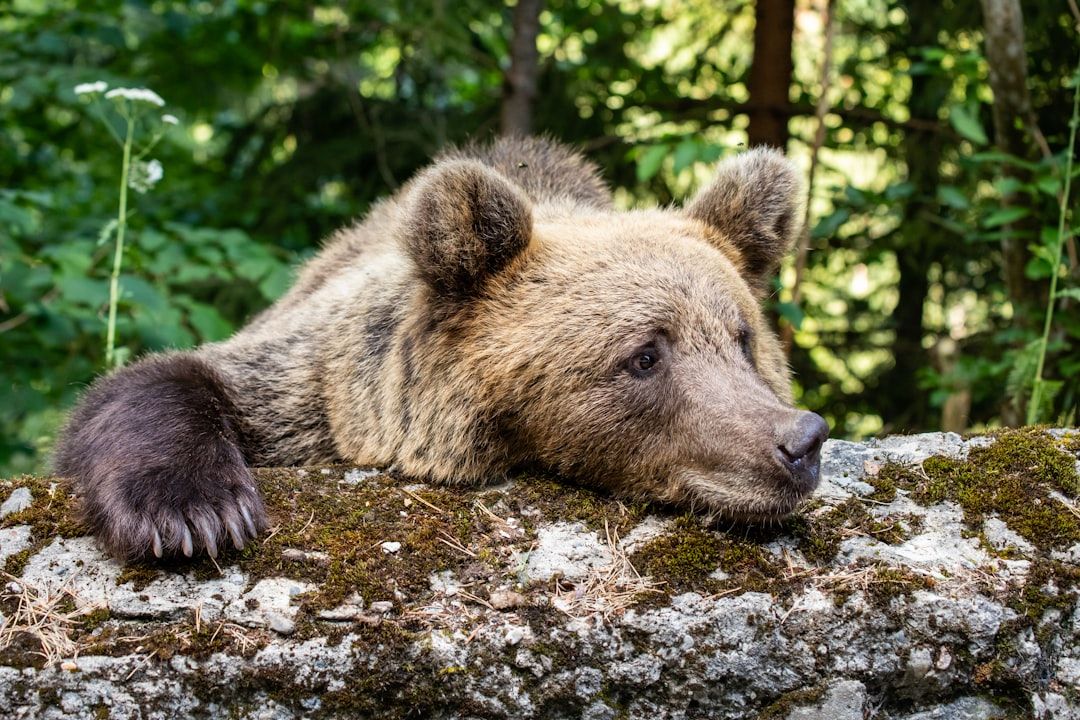 Orso bruno che riposa su una roccia coperta di muschio
