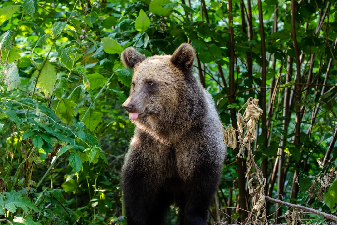 Brown bear in a forest near Zărnești