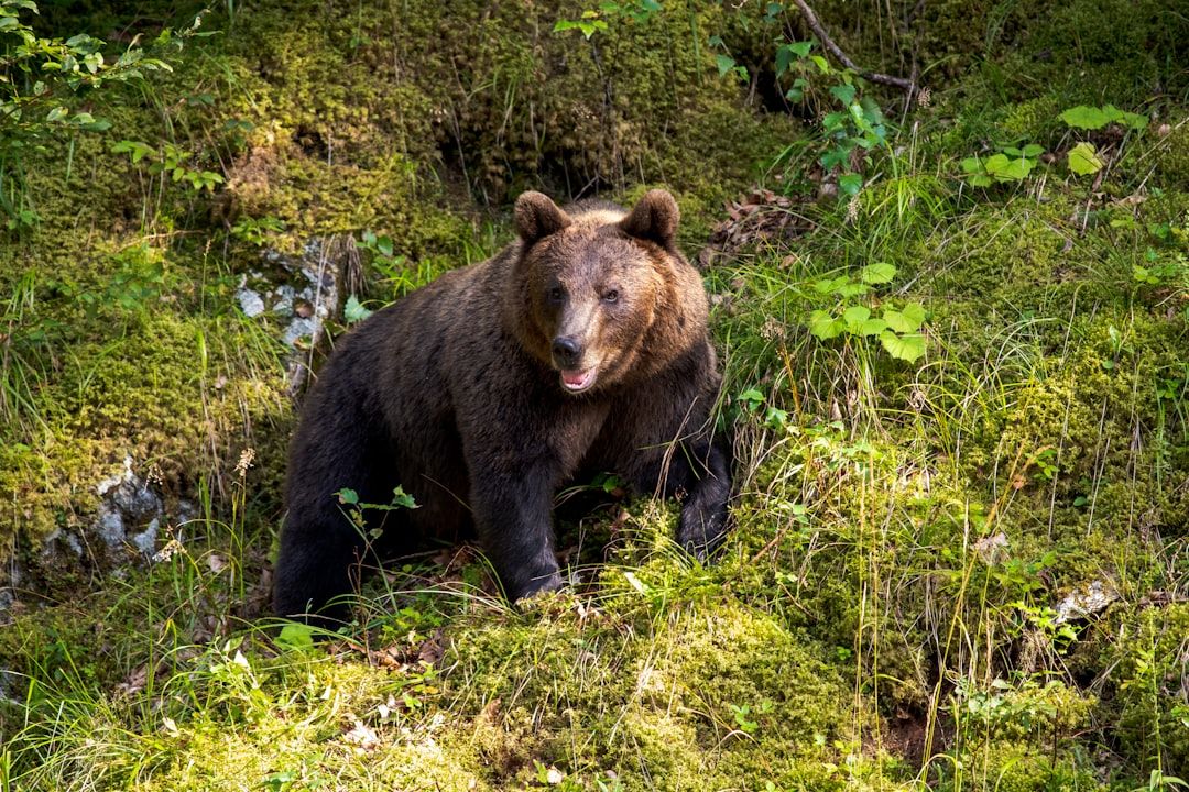 Orso bruno che cammina in un bosco verde