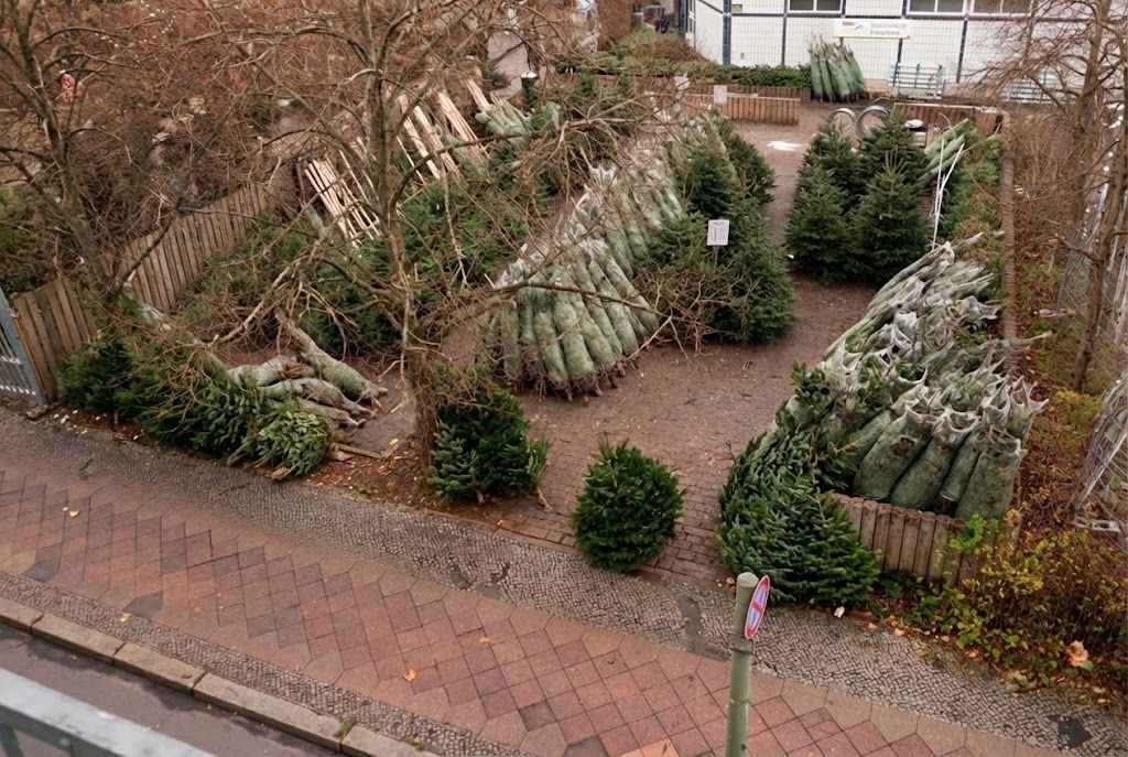 Christmas trees for sale at a local market