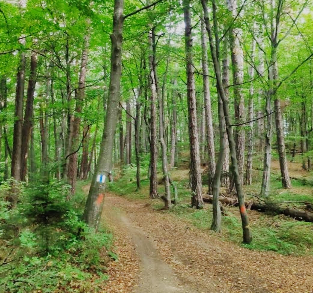 Trail leading toward the top of Brașov's Tâmpa peak